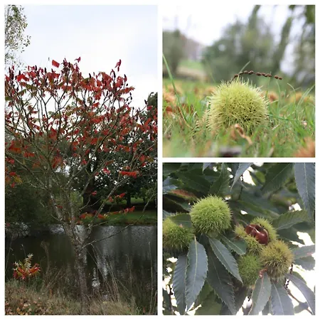 Castanea, D'hotes