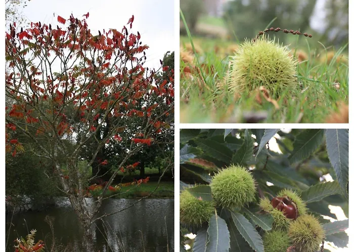 Bed & Breakfast Castanea, D'hotes 3*